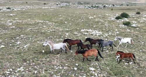 Wild Horses Running Freely Across Grassy Field
