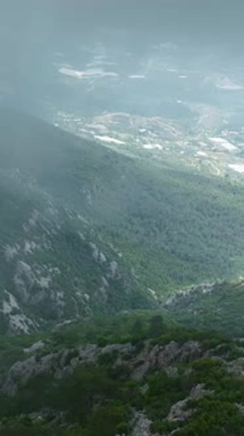Vertical Video Aerial Retreat to the Fresh Green Forest Revitalizing Rainfall Captured