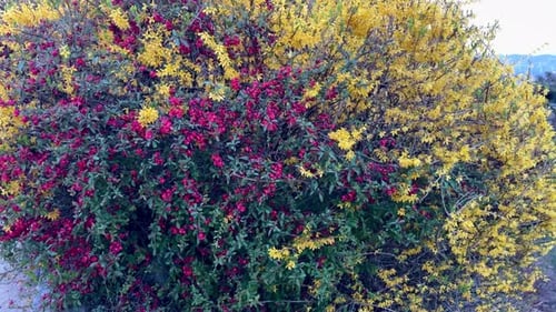 Slow Tilt Up Of A Blooming Bush With Red And Yellow Flowers