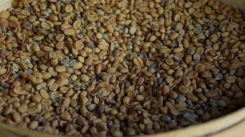 Raw Coffee Beans 56
