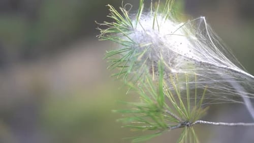 Les larves processionnaires de Thaumetopoea pityocampa nichent sur un pin