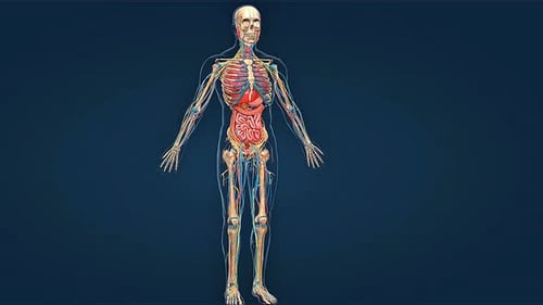 3D Human Anatomy Scan: Rotating Body with Organ Systems
