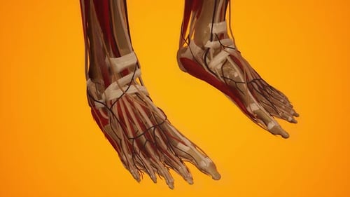 Human Feet Anatomy Reveal: Muscles, Bones, Vessels Animation