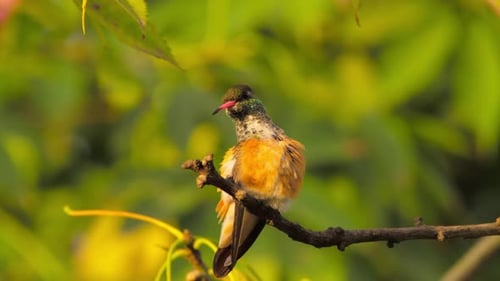Colorful hummingbird perched on a branch, surrounded by vibrant foliage and nature