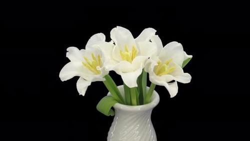 Time lapse of opening white tulips with ALPHA channel