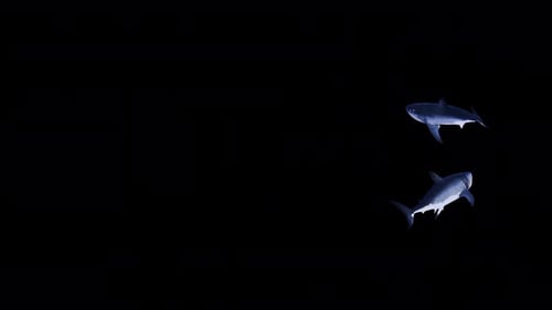 Two Great White Sharks Swimming Motion Video Element
