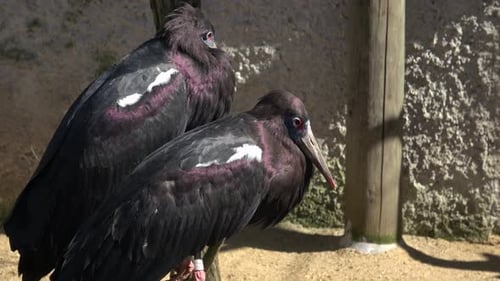 Closeup shot of two birds standing