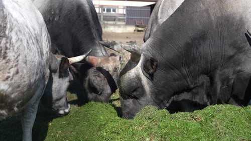 Cows on the Farm