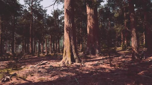 A Dense and Majestic Forest with Towering Trees