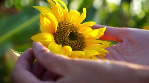 Female Hands Touching Small Beautiful Sunflower at the Field Arms of Woman Stroking Yellow Flower at