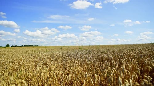 Wunderschöne Landschaft eines goldenen Weizenfeldes unter blauem Himmel