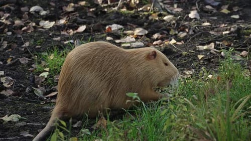 Eine braune Nutria frisst Gras mit ihren Pfoten. Das Tier wird auch Coypu, Wasserratte, semiaquatisch genannt