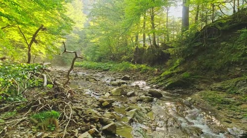 Aerial View A Beautiful Mountainflowing River in a Sunny Summer Fairy Forest