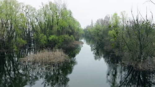 River Lake Swamp Water Forest Spring Nature Park Tree Green