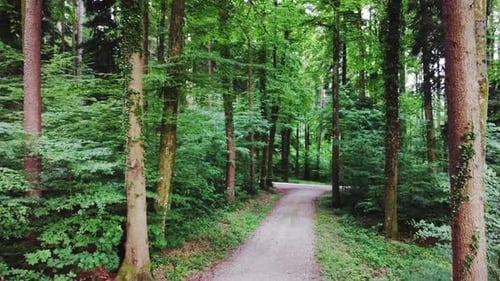 Vue aérienne du sentier dans une forêt verdoyante au printemps.