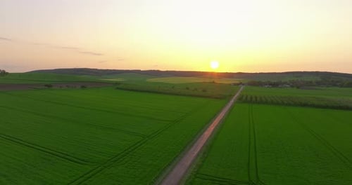 Aerial Establishing Shot of Soybean Field Ripening at Spring Season Agricultural Landscape Bird's