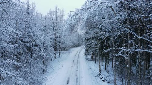 Trees covered with white snow on there branches with tire tracks on the road on the ground in Deby P