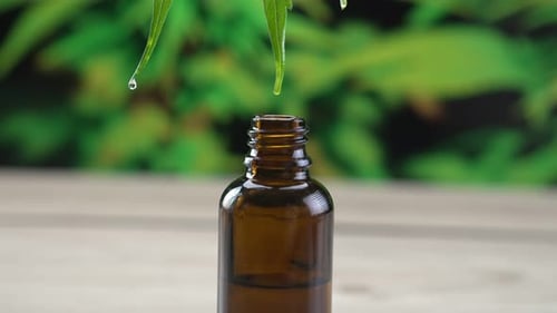 Legalized CBD Oil Flow on Tip of a Green Hemp Leaf and Fall Into Glass Bottle
