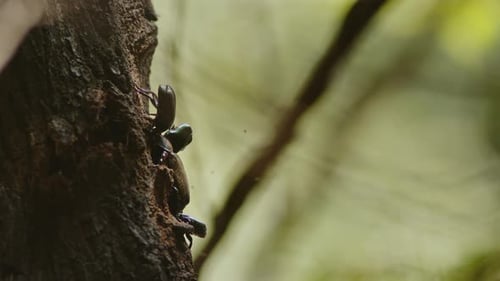 Beetles Crawling Up Tree Trunk in Rainforest