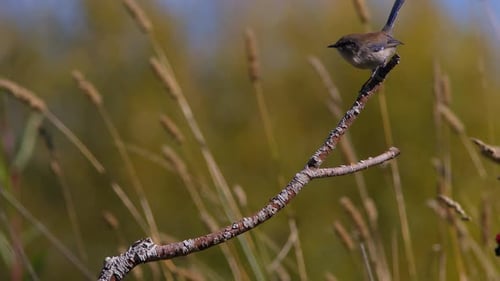 Pair of Superb Fairy-Wrens in 60fps