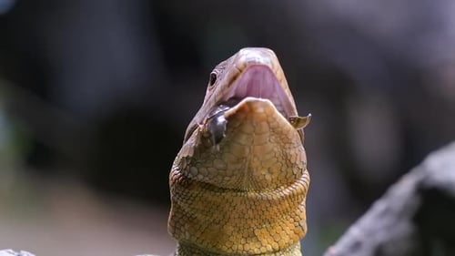Front View of A Caiman Lizard Eating A Snail - Close-up Shot