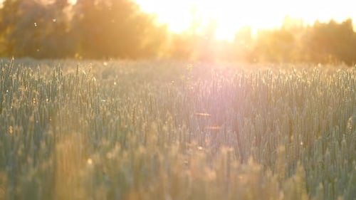 Wheat Field at Golden Hour