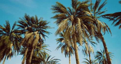 Bright Tropical Palms Sway Under Clear Blue Sky Near Sandy Beach