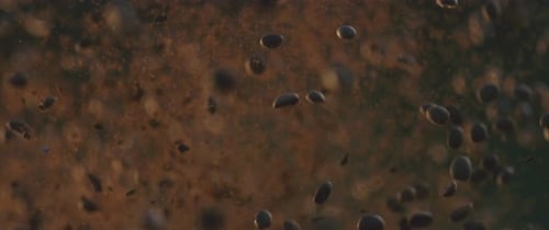 Dunkle Kaffeebohnen explodieren