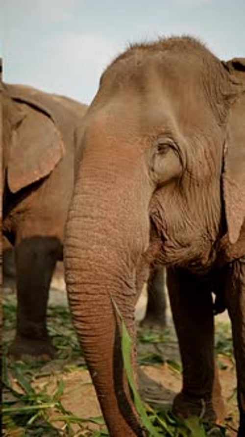 Vertical video footage of Herd of elephants eating grasses by the river in elephant camp.