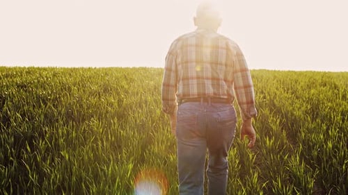 Rear view of senior farmer walking in young wheat field and examining crop at sunset.
