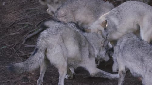Canadian Wildlife - Wolves fighting over food in slow motion forest
