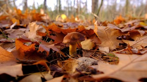 Mushroom Picking in the Forest Selective Focus