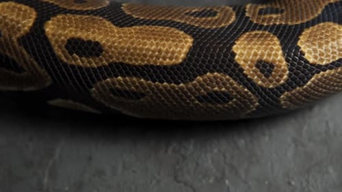 Close Up of Ball Python Scales