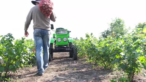 Man Carries Potatoes to Tractor in Rural Setting