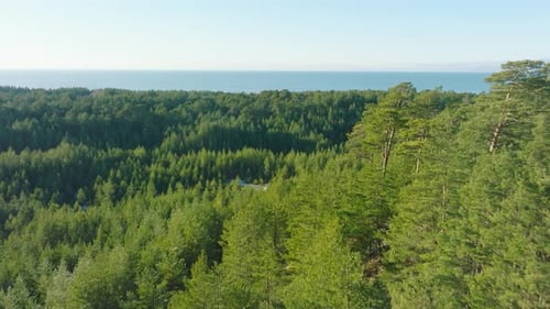 Voo aéreo sobre uma infinita floresta de coníferas em um pitoresco dia ensolarado, fotografado de cima da vasta