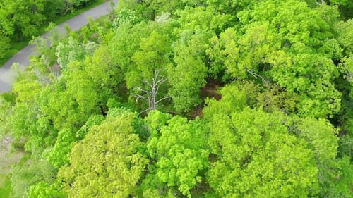 Drohne fliegt vorwärts über einem wunderschönen grünen Wald.