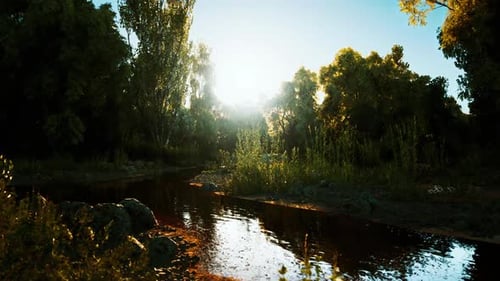 Sunlight Filters Through Trees By a Tranquil Stream at Dawn in a Nature Reserve