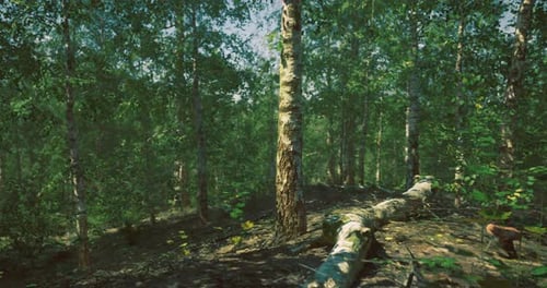 A luz solar filtra através das árvores em uma paisagem florestal serena durante o dia