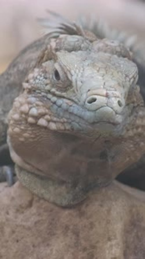 A Portrait of a Giant Iguana Lying Down and Resting These are the Remains of Reptilian Dinosaurs