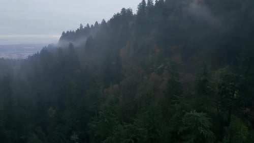 Misty Forest Landscape Aerial View