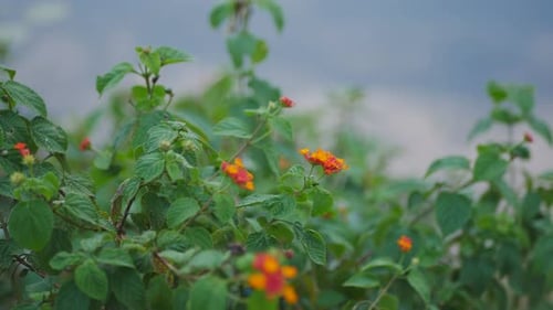 natural flowering plants