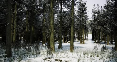 Snow Covers a Serene Forest Landscape in Winter Season