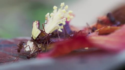 Timelapse footage of fire ants foraging on a fallen red hibiscus flower and pistil