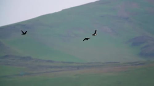Macareux volant dans le ciel en été en Islande. Pan avec des oiseaux en vol à Dyrholaey en
Islande.