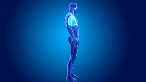 3D Human Anatomy Animation of the Respiratory System