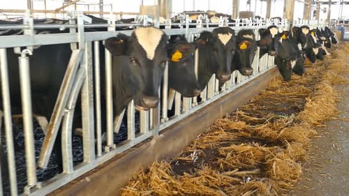 Holstein Cows in a Cowshed during feeding time
