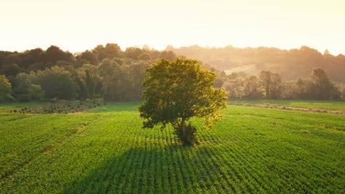 Lone Tree in Green Field at Sunrise