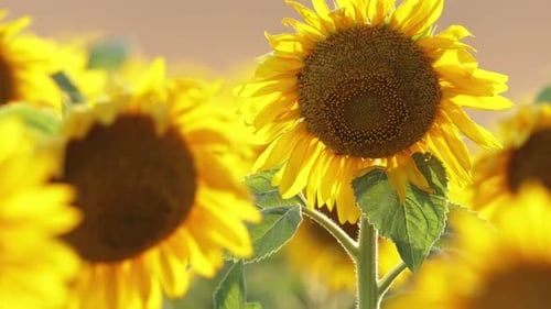 Field Of Blooming Sunflowers In Summer - close up