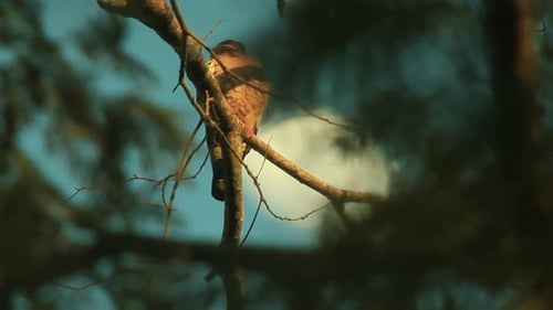 Paloma posada en la rama de un árbol al anochecer en el bosque. Ángulo bajo
