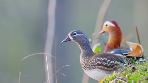 Paar Mandarinenten, die hocken und nach draußen schauen. Zeitlupe